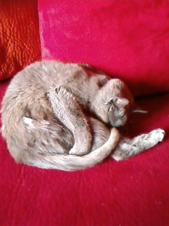 Oui c un chat , mon chat !
