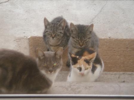 mes chats